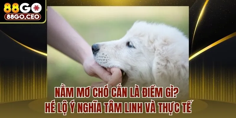 Nằm Mơ Chó Cắn Là Điềm Gì? Hé Lộ Ý Nghĩa Tâm Linh Và Thực Tế 1 Nằm Mơ Chó Cắn Là Điềm Gì? Hé Lộ Ý Nghĩa Tâm Linh Và Thực Tế